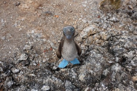 Blue-footed booby wants to meet you