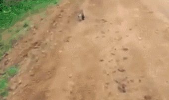 This Cute And Sad Fox Cub Approached A Human For Help