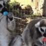 Lemurs love lollipops