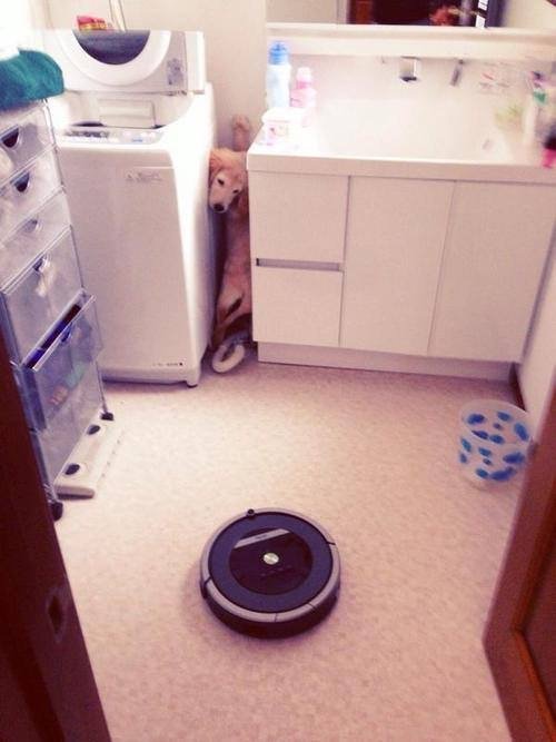 Roomba, the NOPE of the dog world