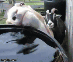 Derpy goat is thirsty.