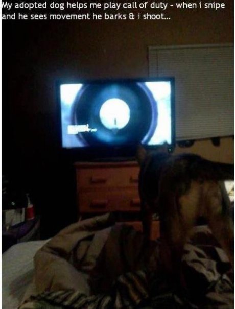 I want this dog.