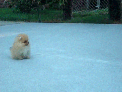cute puppy play