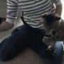 cat playing with hair-dryer