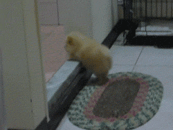 attempt to jump over the threshold