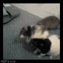 fight between two hamster