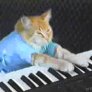 Cat pianist