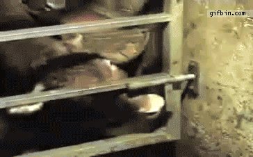 clever cow makes an escape