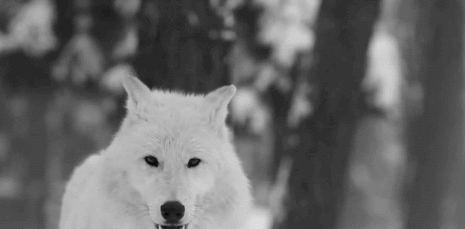 A wolf ……
