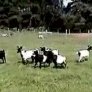 some effect by goats