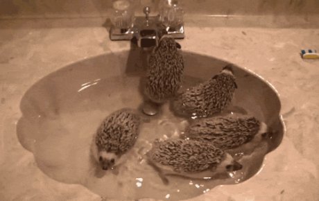 hedgehogs bathe