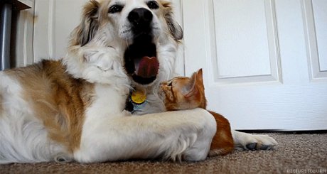 dog and cat game