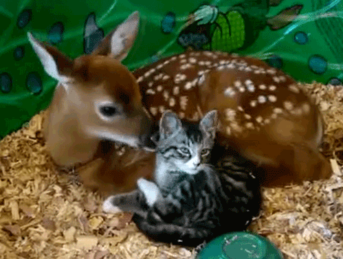 Friendship between cat and deer