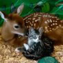 Friendship between cat and deer