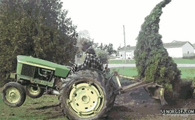 Tough tree