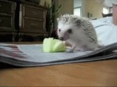 little hedgehog eating an apple