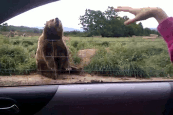 man and bear greet