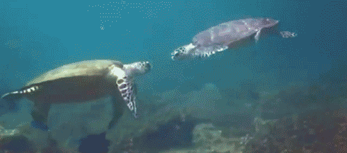 greeting between two turtles