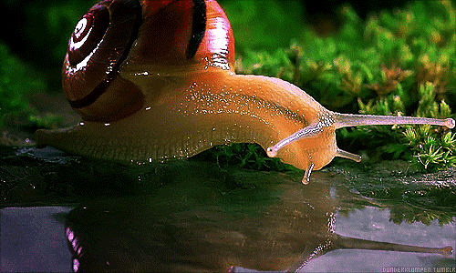 Snail drinking water
