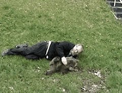 Fun with a grizzly bear cub