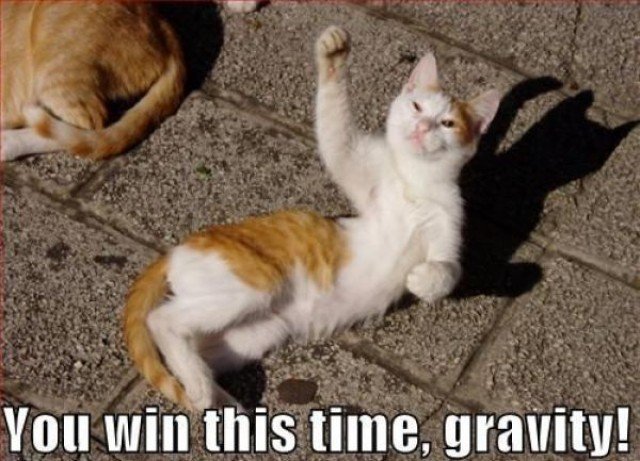 lol cat vs gravity