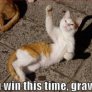 lol cat vs gravity