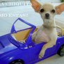 Sexy Chihuahua
