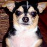 Derp Chihuahua.