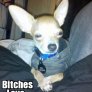 The most interesting dog on earth
