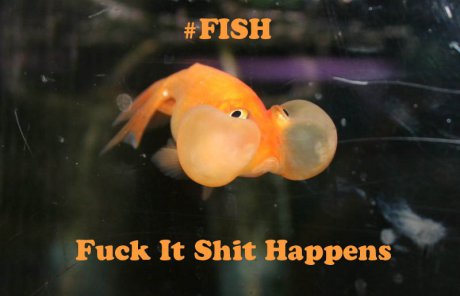 Forget #YOLO.Remember #FISH.
