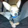 (Insert Caption here) Chihuahua