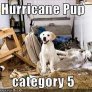 Puppy Factor 5