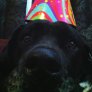 Sad Party Dawg