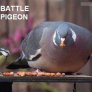 Battle pigeon