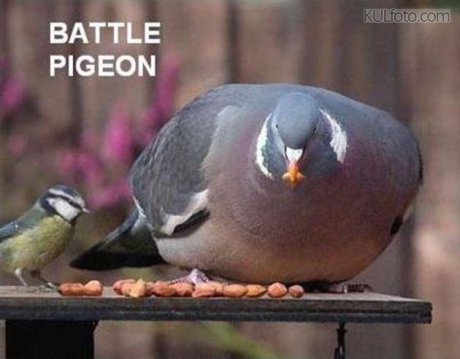 Battle pigeon