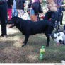 Photobomb Dog