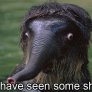 MFW