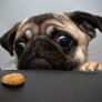 My friends pug.