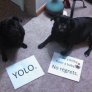 Those pugs
