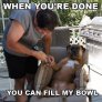 Dogs
