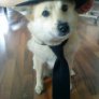 My Norwegian Buhund