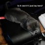 My kitten
