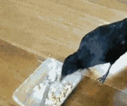 Crow feeds cat and dog.