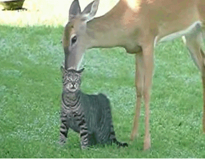 Deer licking a cat\'s back