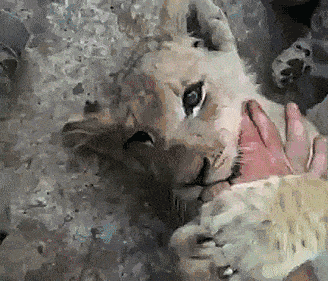 Little lion cub. No thumbs were harmed in the making of this gif