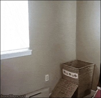 Most helpful cat in the world
