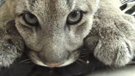 Kneading cougar