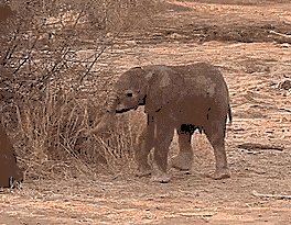 Baby is only an hour old and learning to walk. I think he\'s doing great