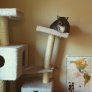 My cat may be getting too fat...