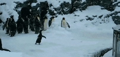 Happy penguin be happy